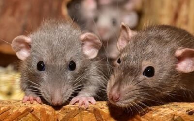 5 Simple Tips to Prevent Rat Infestations At Your Home And Office