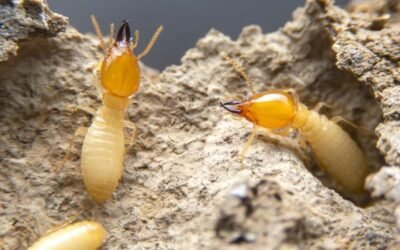 How To Get Rid of Termites – The 2023 Guide