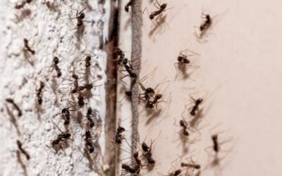 Los Angeles Pest Control Company Offers Tips To Prevent Pests As Fall Arrives