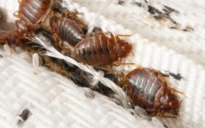 How Long Does it Take to Get Rid of Bed Bugs?