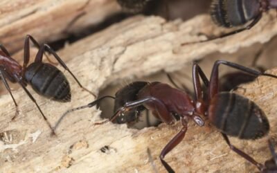 What Does a Carpenter Ant Look Like?